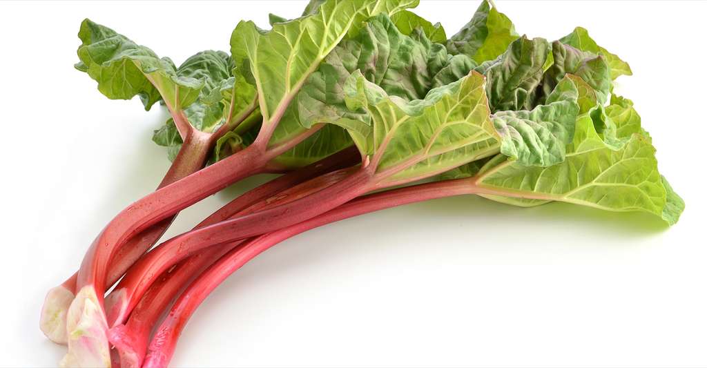 Ne mangez pas les feuilles de rhubarbe ! © photogal, Shutterstock