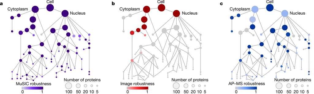 De droite à gauche : les protéines identifiées par AP-MAS, celles identifiées par imagerie, et l’association des deux grâce au programme d’intelligence artificielle MuSIC. © Yue Qin et al., Nature, 2021