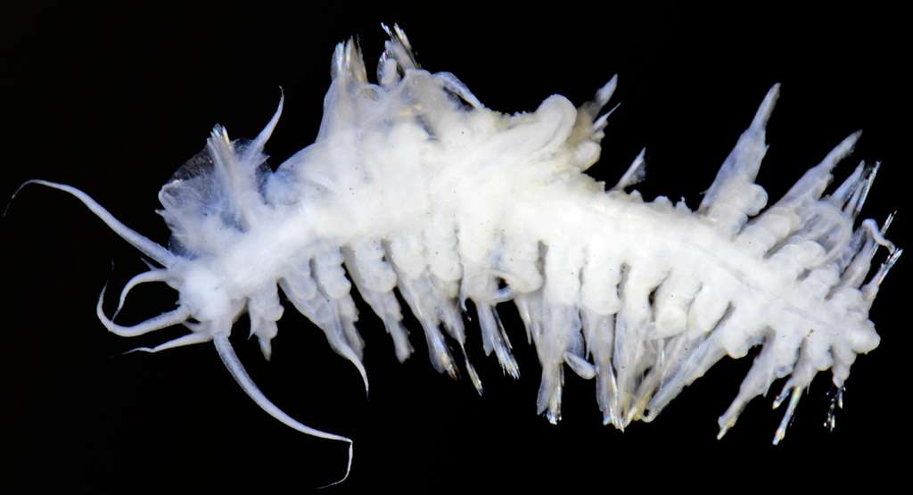 Voici Abyssarya acus, une nouvelle espèce de ver marin découverte dans les abysses du Pacifique. L'animal mesure 4,77 millimètres. © Paulo Bonifácio