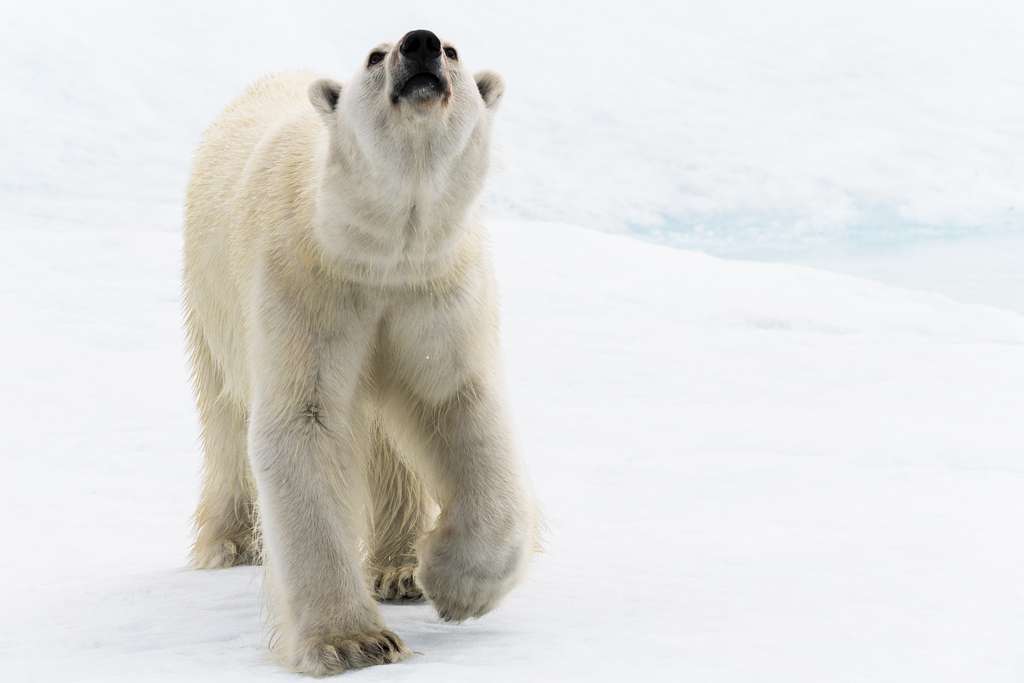 Un ours curieux en approche Un ours curieux en approche