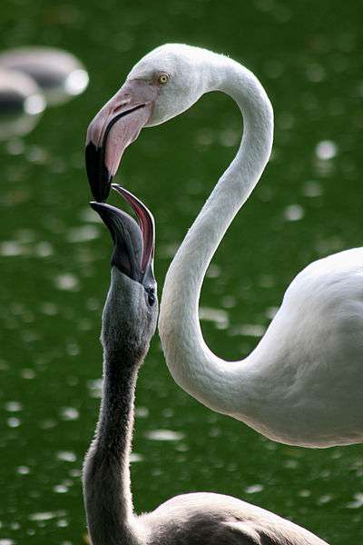 Definition Flamant Rose Phoenicopterus Roseeus Futura Planete