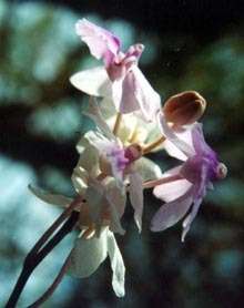 L'Holcoglossum amesianum n'hésite pas à faire décrire à son organe mâle une rotation de 360 degrés pour parvenir à ses fins : la pollinisation ! (Courtesy of LaiQiang Huang, Tsinghua University Graduate School at Shenzhen) L'Holcoglossum amesianum n'hésite pas à faire décrire à son organe mâle une rotation de 360 degrés pour parvenir à ses fins : la pollinisation ! (Courtesy of LaiQiang Huang, Tsinghua University Graduate School at Shenzhen)