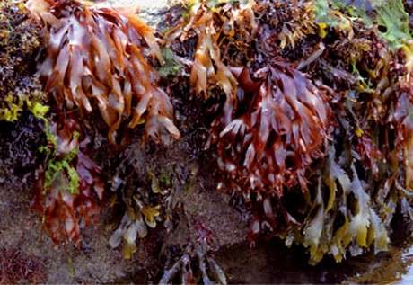 L’algue rouge Palmaria Palmata. © B. de Reviers, MNHN