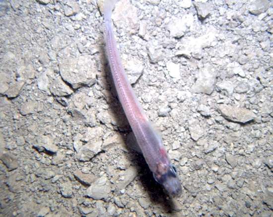 Dans cet écosystème très mal connu, nagent aussi des petits poissons. © Deep-SCINI UNL-Andrill SMO
