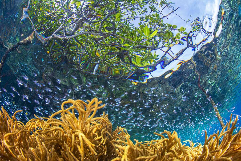 Photo prise sous l’une des nombreuses mangroves de Raja Ampat. © Gabriel Barathieu, tous droits réservés