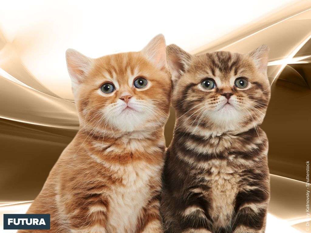 Deux amours de chatons à l'heure du calin
