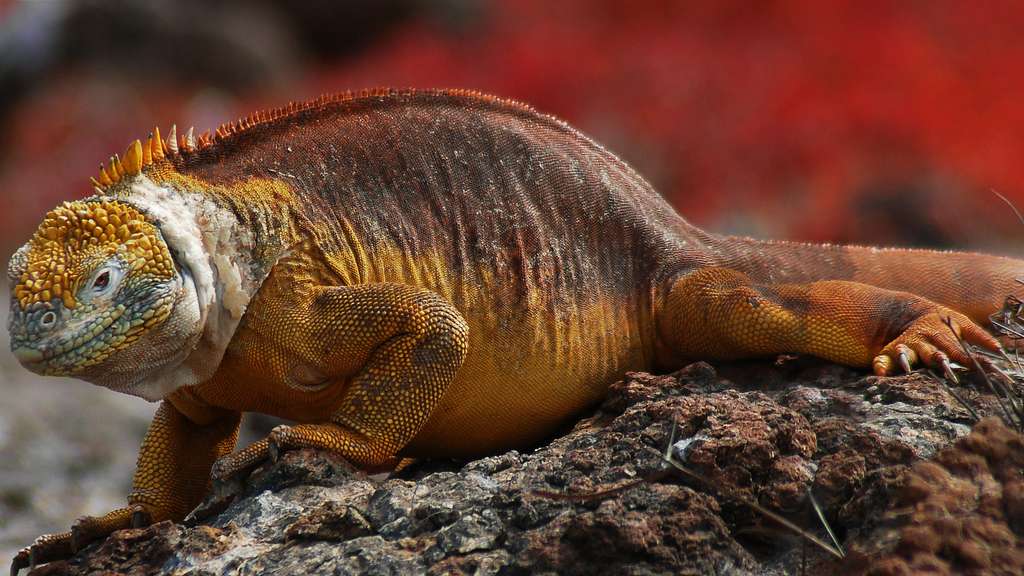 L’iguane terrestre des Galapagos, une espèce vulnérable L’iguane terrestre des Galapagos, une espèce vulnérable