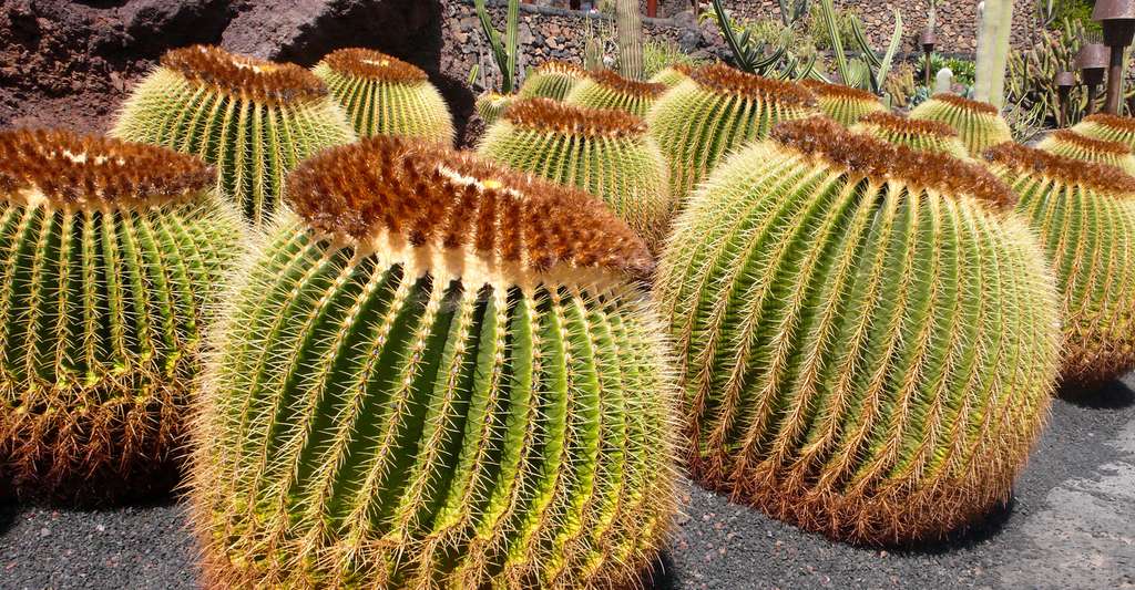Cactus de Lanzarote. Fiona Cullinan - CC BY-SA 2.0