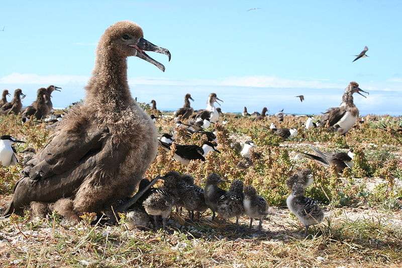 Lek de reproduction des albatros à pieds noirs. © Duncan Wright, USFWS, domaine public