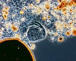 La bactérie Oleispirea antarctica peut dégrader les hydrocarbures tout en consommant de l'oxygène. © Université de Bangor