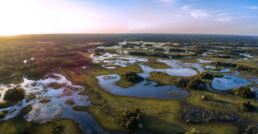 Le Pantanal, la plus grande prairie humide de la Planète Le Pantanal, la plus grande prairie humide de la Planète