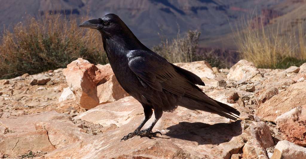 Certains animaux, comme le corbeau, peuvent créer des outils pour parvenir à attraper de la nourriture. © Wolfgang Krause, CC BY-SA 3.0