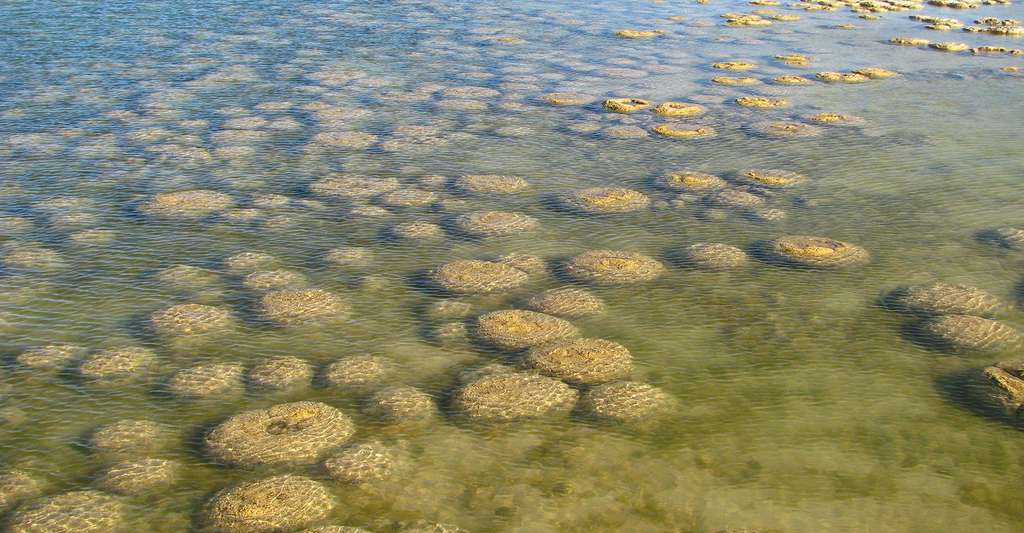 Les cyanobactéries comptent parmi les formes les plus anciennes de vies en colonies capables de construire des récifs. © C Eeckhout, Wikimedia Commons, CC by 3.0
