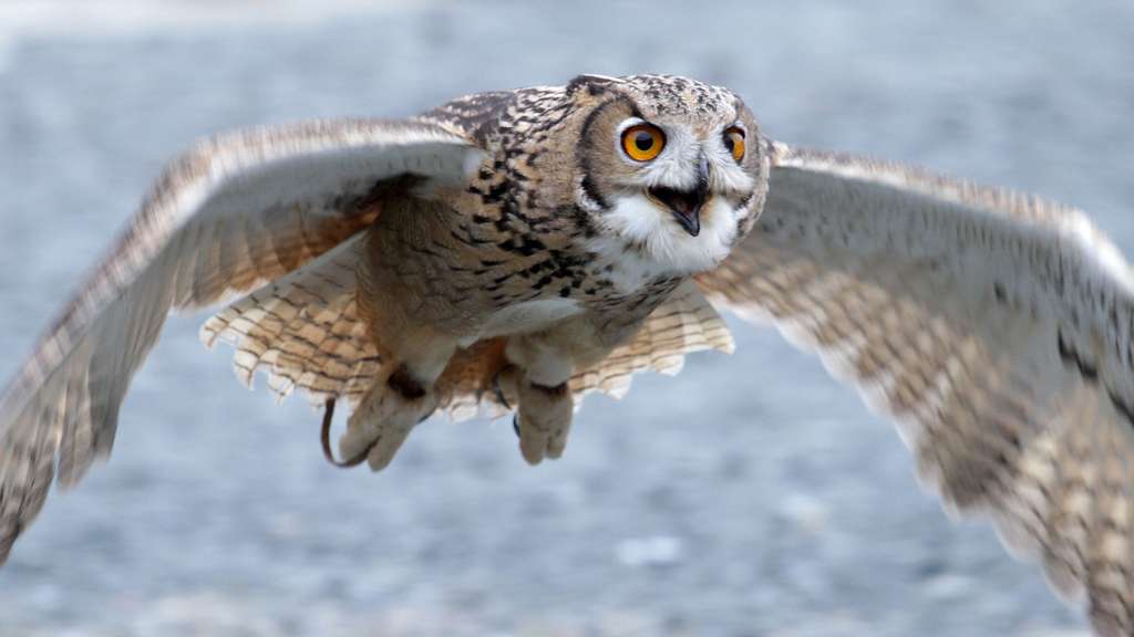 Photo Le Hibou Grand Duc Le Plus Grand Rapace Nocturne