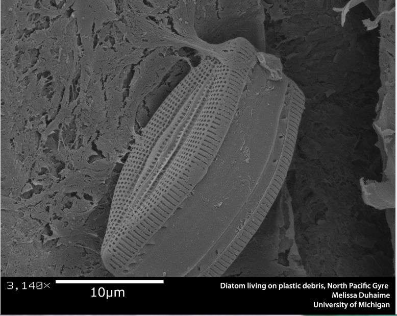 Une diatomée, microalgue unicellulaire de 2 µm à 1 mm, s'est fixée sur un fragment de plastique flottant. © Duhaime, université du Michigan