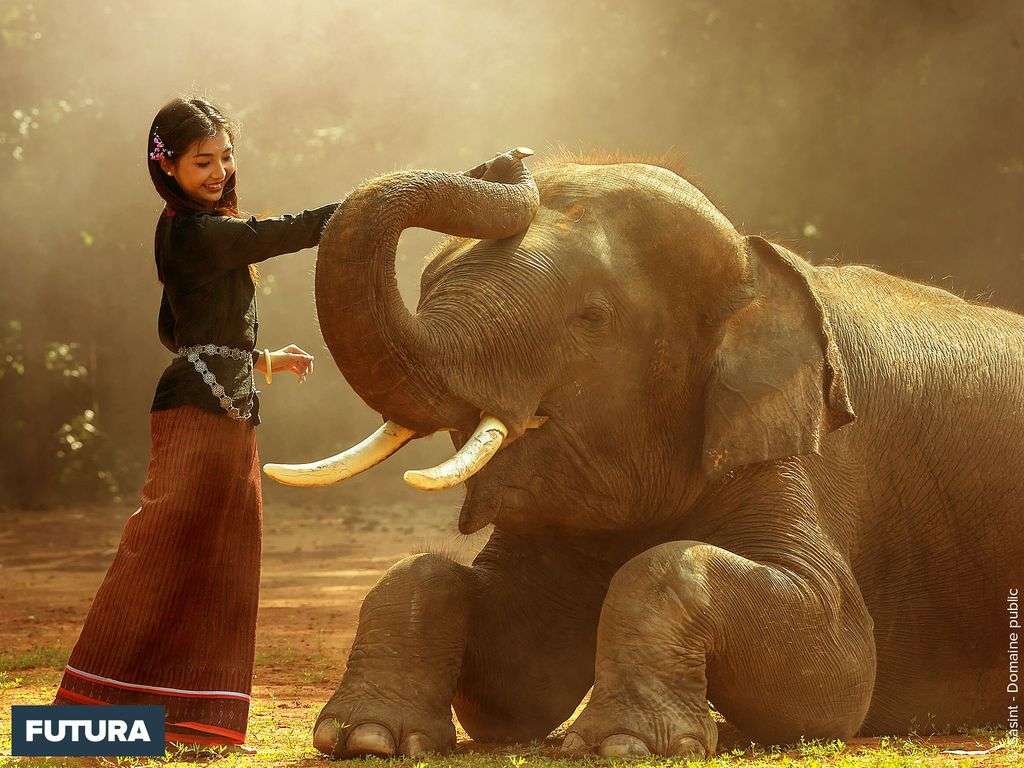 Esperance De Vie D Un Elephant Espérance De Vie D Un éléphant | AUTOMASITES