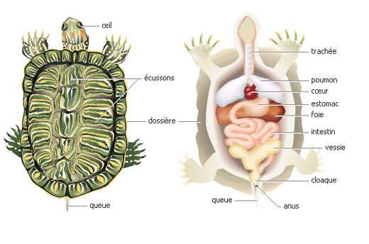 Anatomie de la tortue. © Philippe Mespoulhé - Tous droits de reproduction interdit 