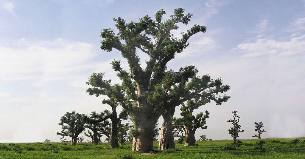 Forêt de baobabs au Sénégal. © Manuel Flury, Wikimedia commons, CC by-sa 3.0