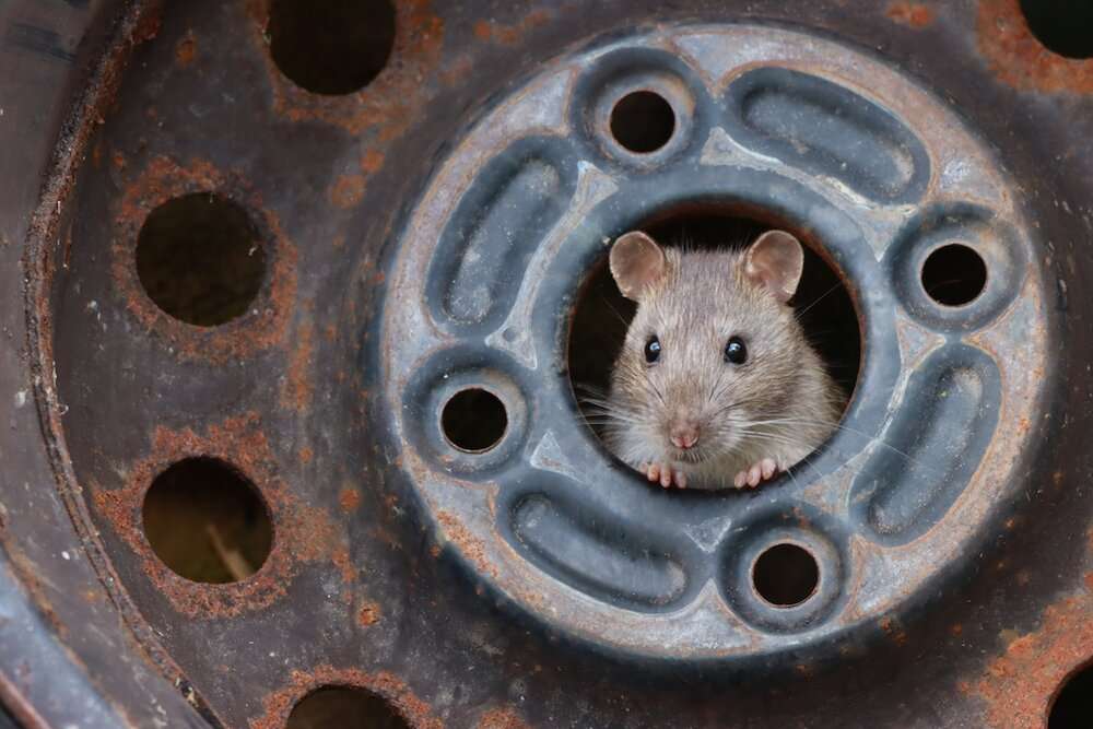 Rat in Tyre Hub. © Ezra Boulton (Royaume-Uni)