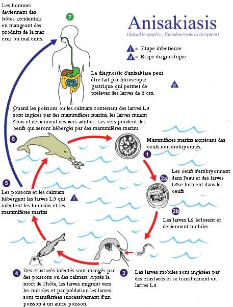 Cycle parasitaire de l'anisakis, un nématode qui infecte les poissons et les mammifères marins. © CDC