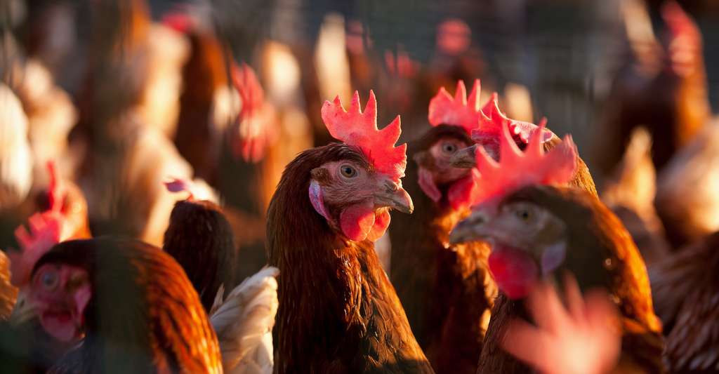 Au-delà de sa contribution au réchauffement climatique, l’élevage a aussi un impact sur la biodiversité, sur les cycles de l’azote et du phosphore, sur la ressource en eau, sur l’état des sols, etc. © Thierry RYO, Adobe Stock