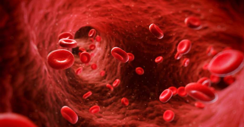 Où se trouve le cœur dans le corps humain ? Ici des cellules du sang. © Sebastian Kaulitzki, Shutterstock