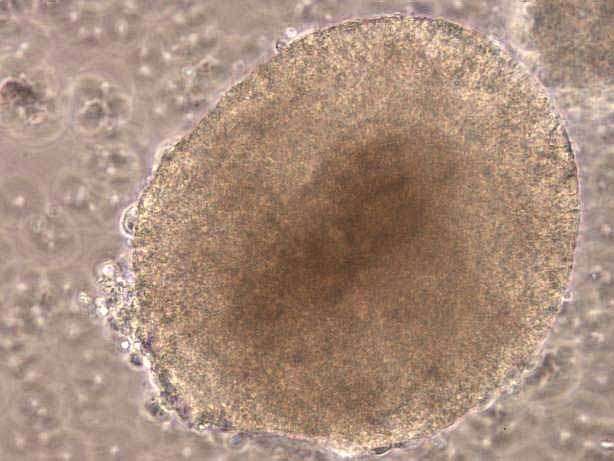 Les cellules souches embryonnaires peuvent être repiquées, afin qu'elles se multiplient plusieurs fois dans un milieu nutritif in vitro. © Inserm