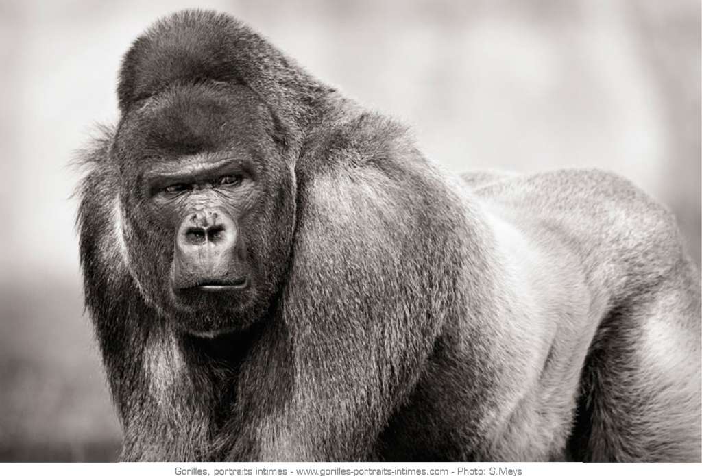 Photo Male Dominant Aussi Appele Dos Argente Chez Les Gorilles