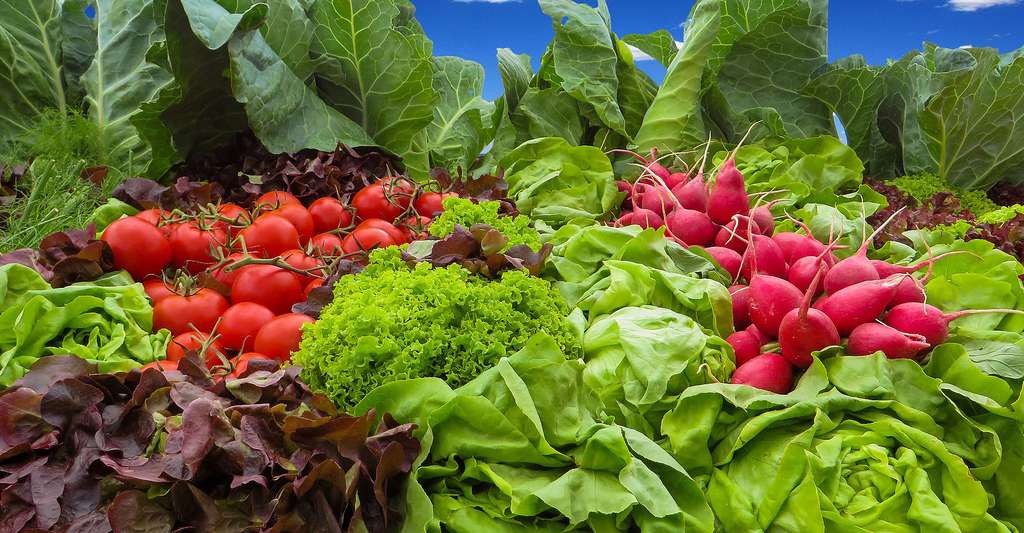 Des légumes insolites font leur retour dans nos potagers. © Gellinger, domaine public