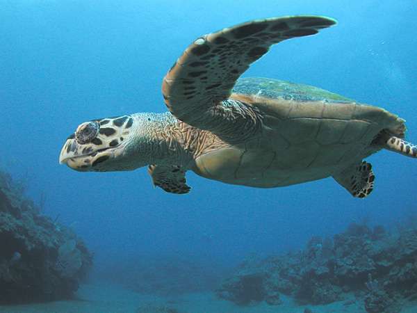 Definition Tortue Imbriquee Tortue A Ecailles Tortue A Bec De Faucon Eretmochelys Imbricata Futura Planete