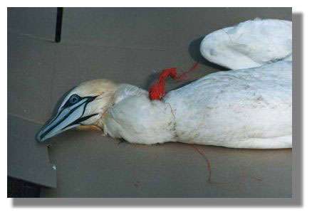 Ce fou de Bassan est mort noyé car il s'est pris les ailes dans un filet de pêche en nylon - littoral85.com ©2003