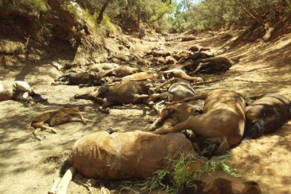 Des dizaines de chevaux mourant de soif ont été découverts dans une mare asséchée près d'Alice Springs, au centre de l’Australie. © Ralph Turner, Facebook