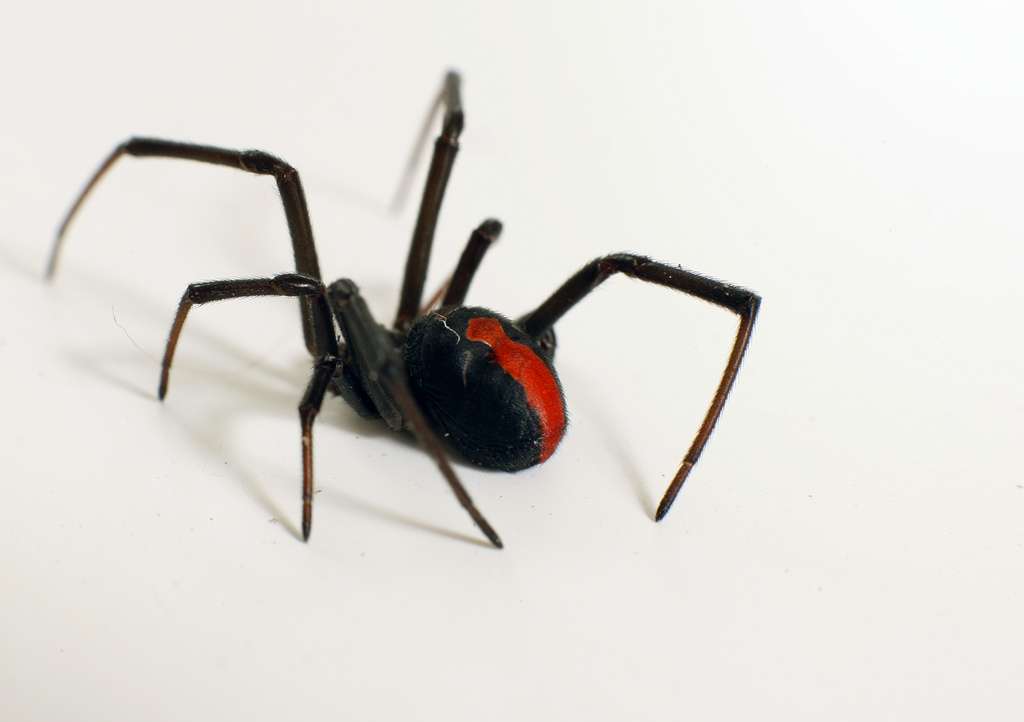 La veuve noire à dos rouge, une dangereuse araignée d'Australie