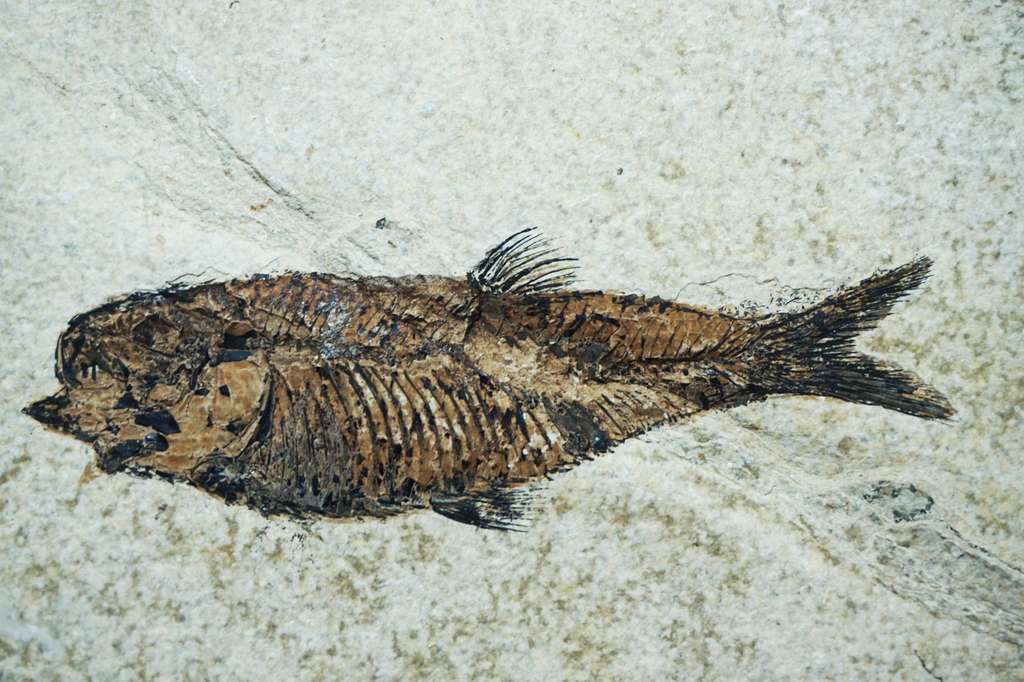 Fossile de poisson. © Jonnysek, Fotolia