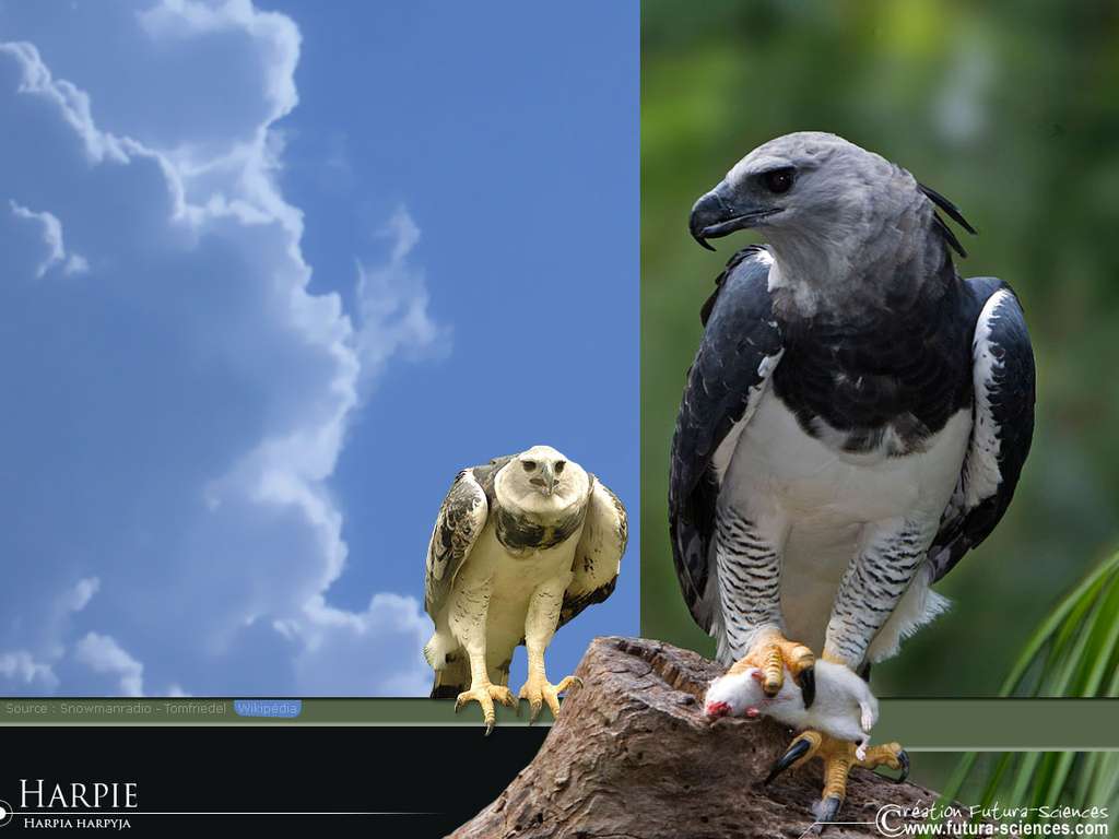 Harpie Harpie