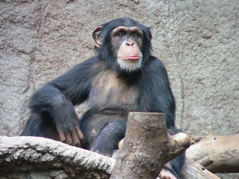 Chimpanzé commun. © Thomas Lersch, GNU FDL Version 1.2