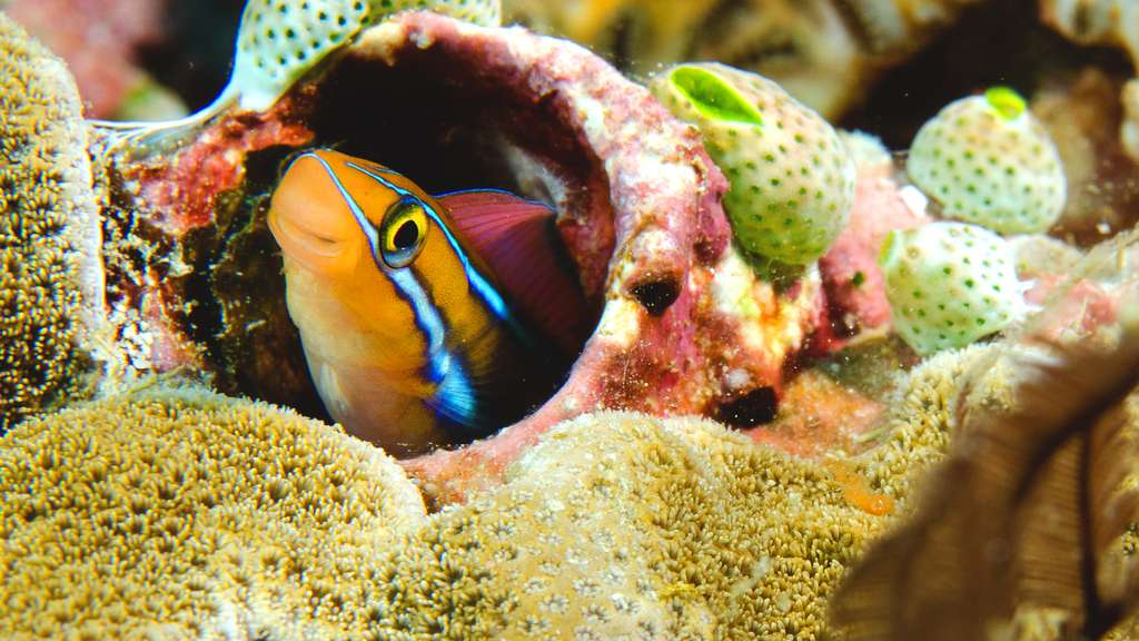 Une blennie à rayures bleues cachée dans les récifs coralliens Une blennie à rayures bleues cachée dans les récifs coralliens