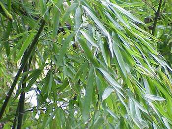 Bambou Phyllostachys aurea. © GFDL by Kurt Stueber