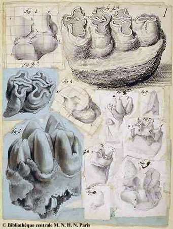 Figures de dents d'hippopotames - Papiers de Georges Cuvier. Mine sur papier, XIXe siècle. Ms 628, planche 1.