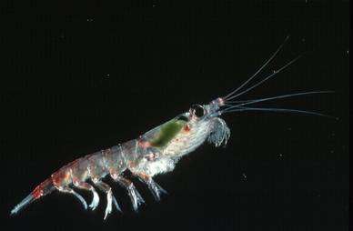 Vu de près, le krill devient un superbe petit crustacé nageur. Ici, une Euphausia superba femelle. © British Antarctic Survey