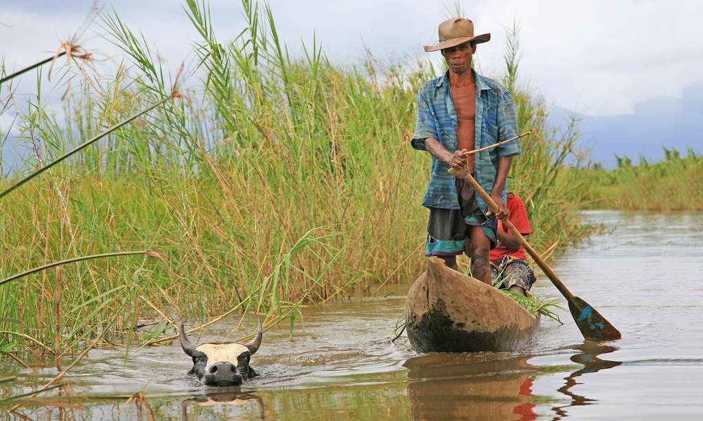 Photo Zebu Nageur Et Piroguiers Madagascar