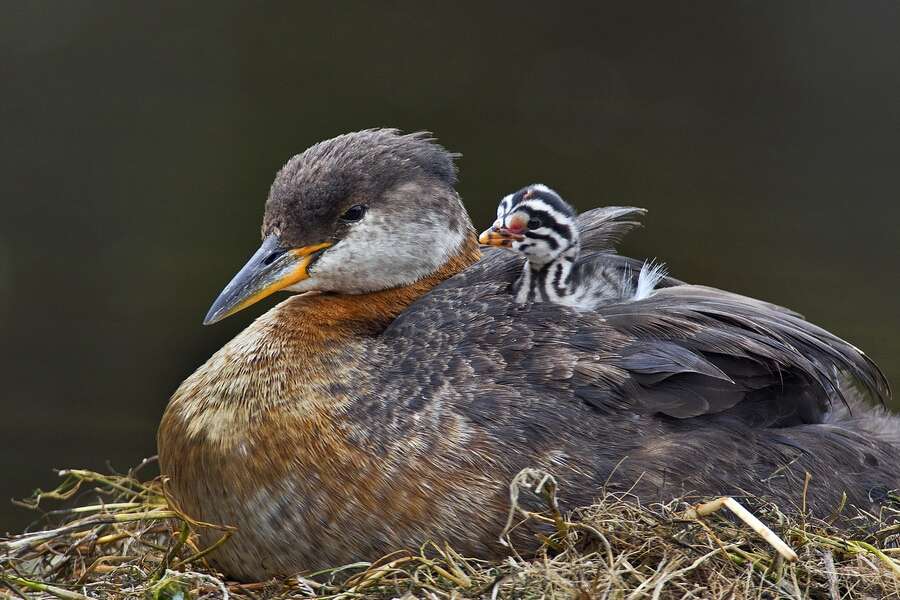 Un grèbe jougris adulte et son petit Un grèbe jougris adulte et son petit