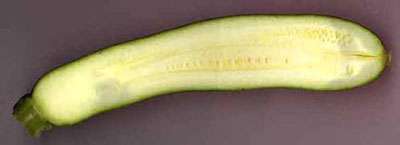 Le même fruit en coupe longitudinale. Le fruit est plein et les graines jeunes sont encore peu développées. La courgette est consommée à ce stade avant sa maturité. © B.Media, DR Le même fruit en coupe longitudinale. Le fruit est plein et les graines jeunes sont encore peu développées. La courgette est consommée à ce stade avant sa maturité. © B.Media, DR