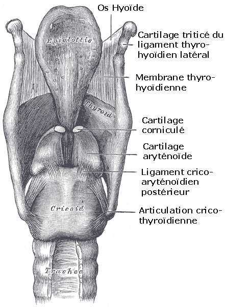 Le larynx est une structure cartilagineuse, étroitement associée à la thyroïde et à la trachée. © Wikimedia Commons