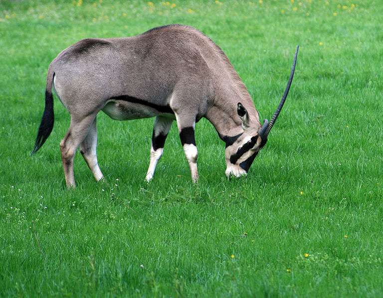 L’oryx beïsa est reconnaissable grâce aux bandes brunes qui courent sur son flanc. © Karelj, Wikipédia, DP