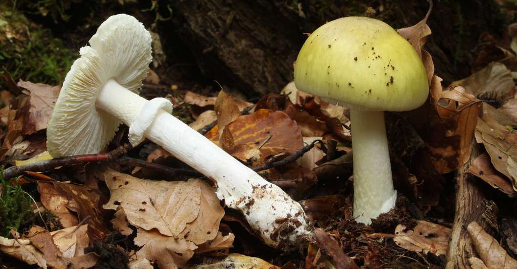 Photo d'amanites phalloïdes (Amanita phalloides), des champignons mortels. © H. Krisp, Wikimedia Commons, CC by 3.0