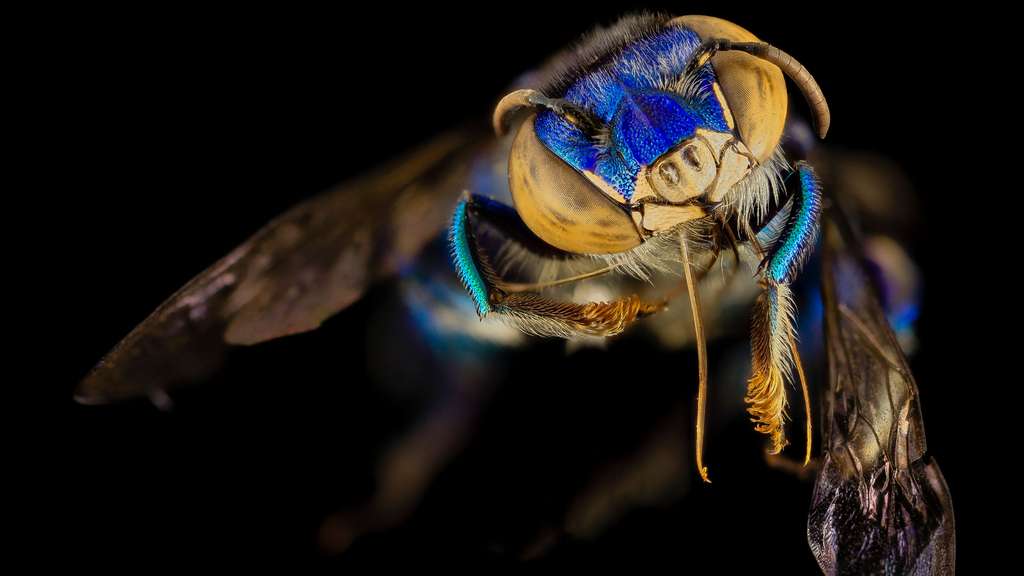 Une abeille à orchidées, en Guyane Une abeille à orchidées, en Guyane