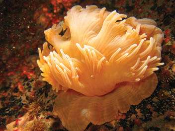 nouvelles especes des anemones de mer qui nagent