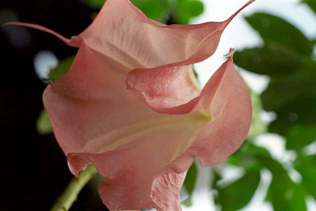 Datura Datura