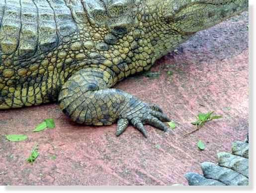 Patte avant du crocodile du Nil © Photo Philippe Mespoulhé Reproduction interdite